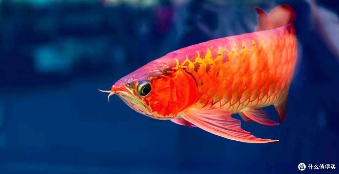 养龙鱼应该注意些什么?喂鱼,最简单的却最容易犯错