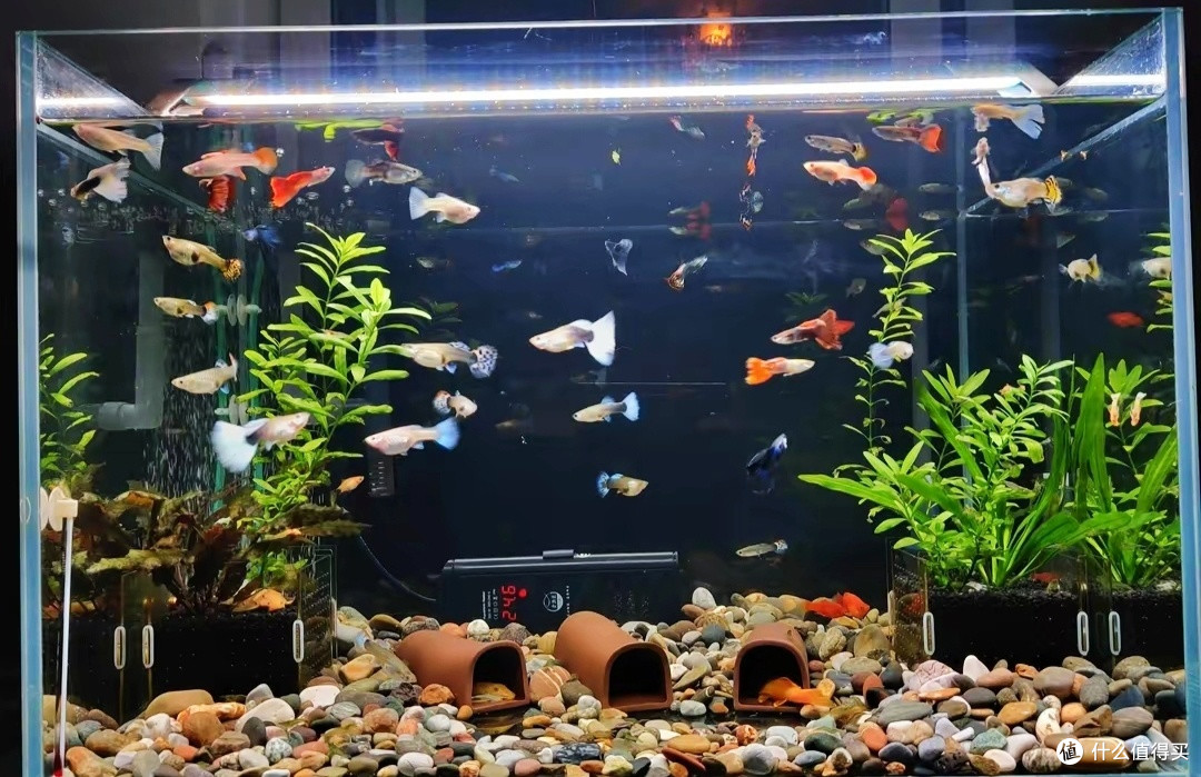 想要鱼缸晶莹剔透?这5点很重要,关键就是管住自己的手