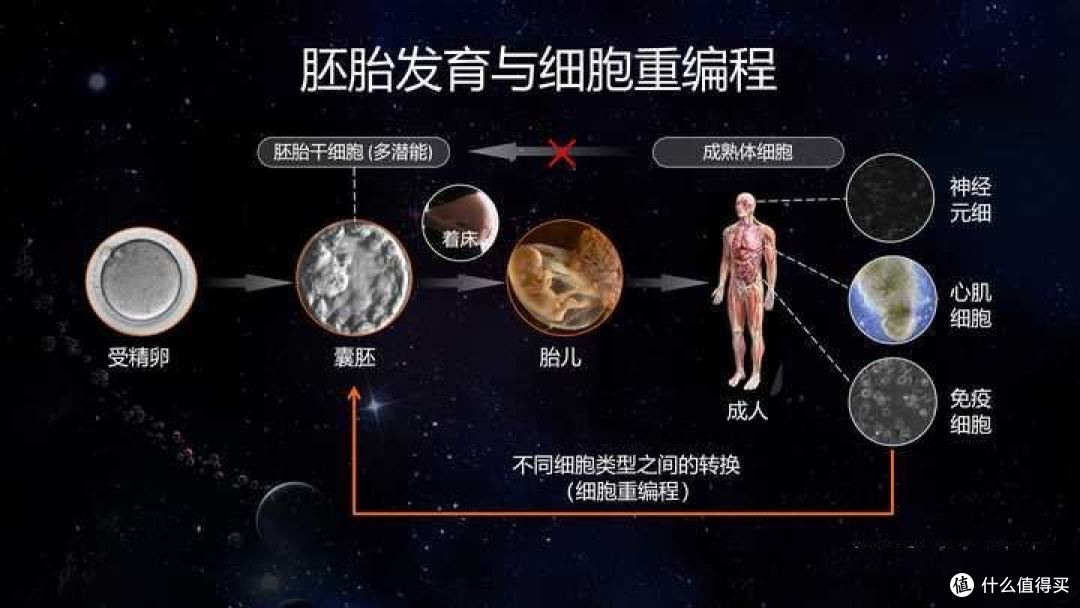 西湖大学刘晓东教授揭秘细胞重编程技术,开辟延寿新征程