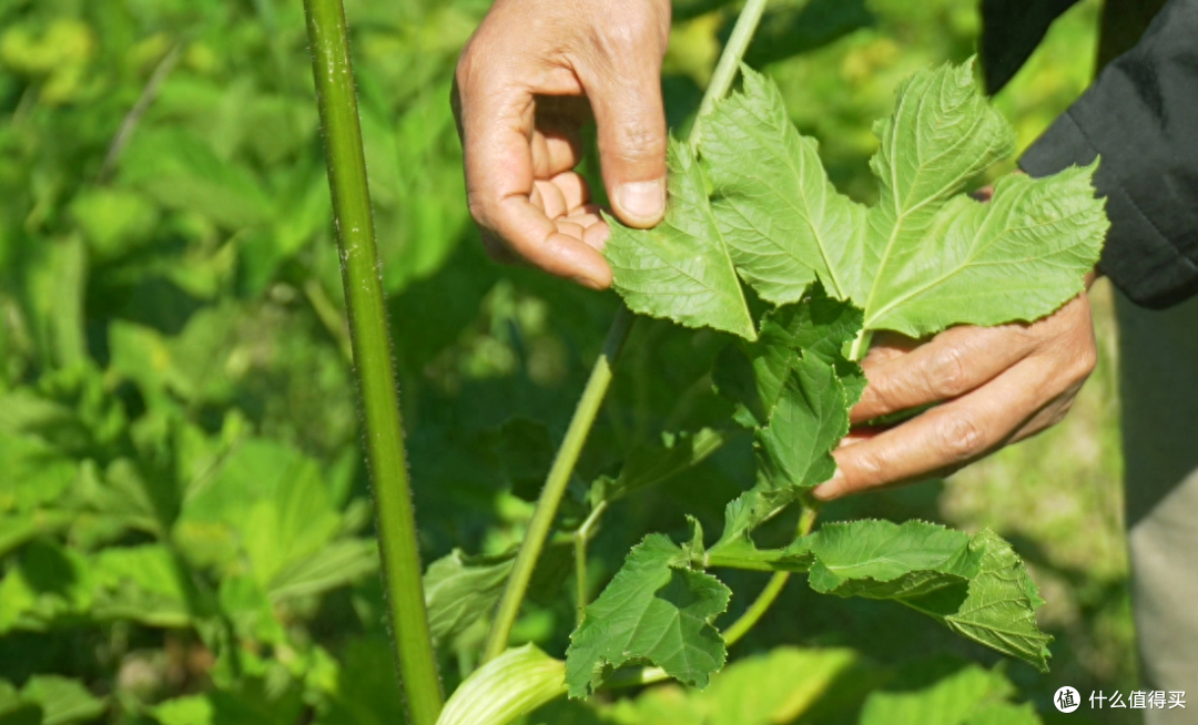 谁更胜一筹？武陵山独活提取物与洋甘菊提取物抑菌功效分享！