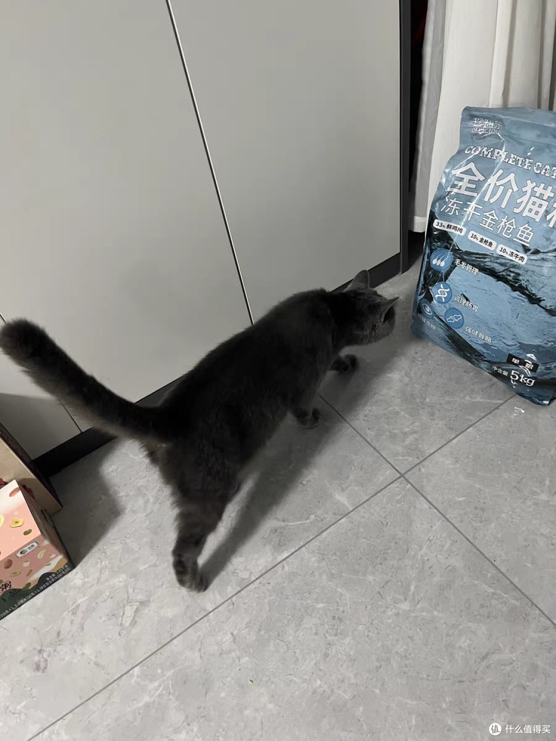 小猫