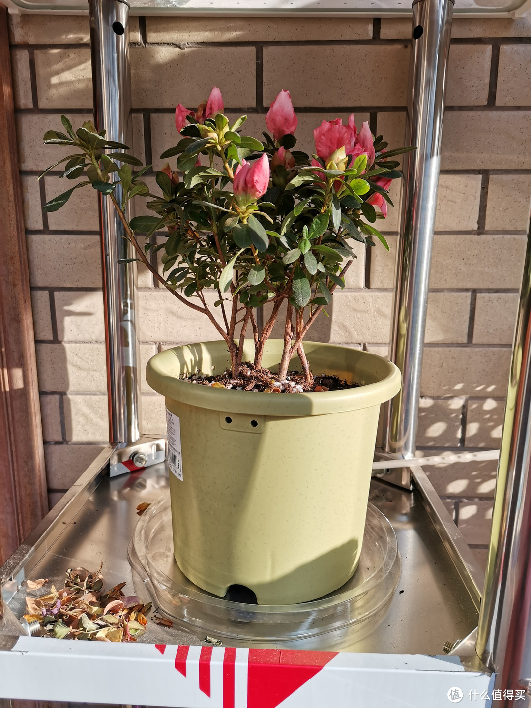 养杜鹃花要准备哪些东西?新手如何给杜鹃花换盆?