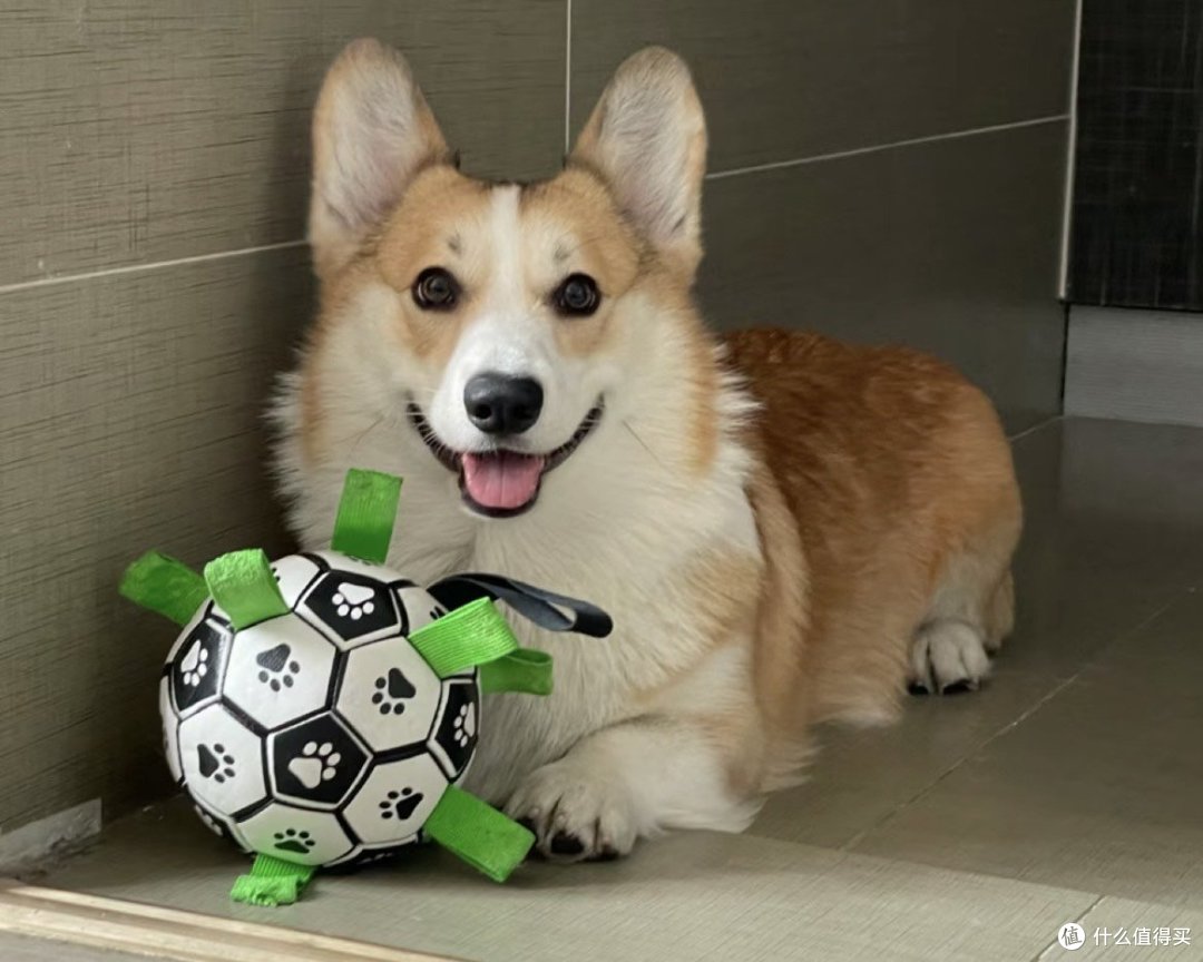 狗狗和它的玩具