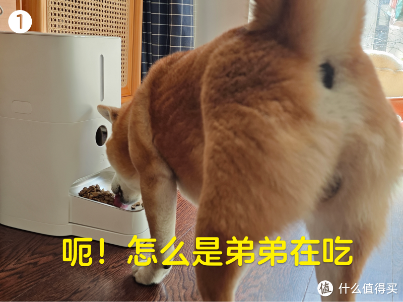 米家新宠:智能宠物喂食器2,它好不好用?