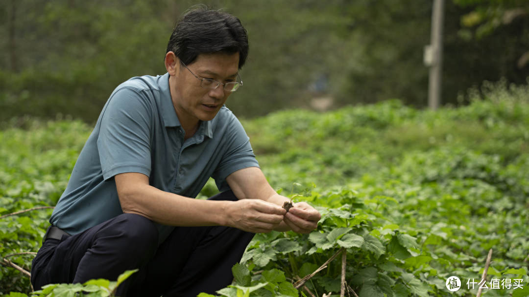 抑菌效果大比拼：武陵山独活提取物与丁香提取物的较量！