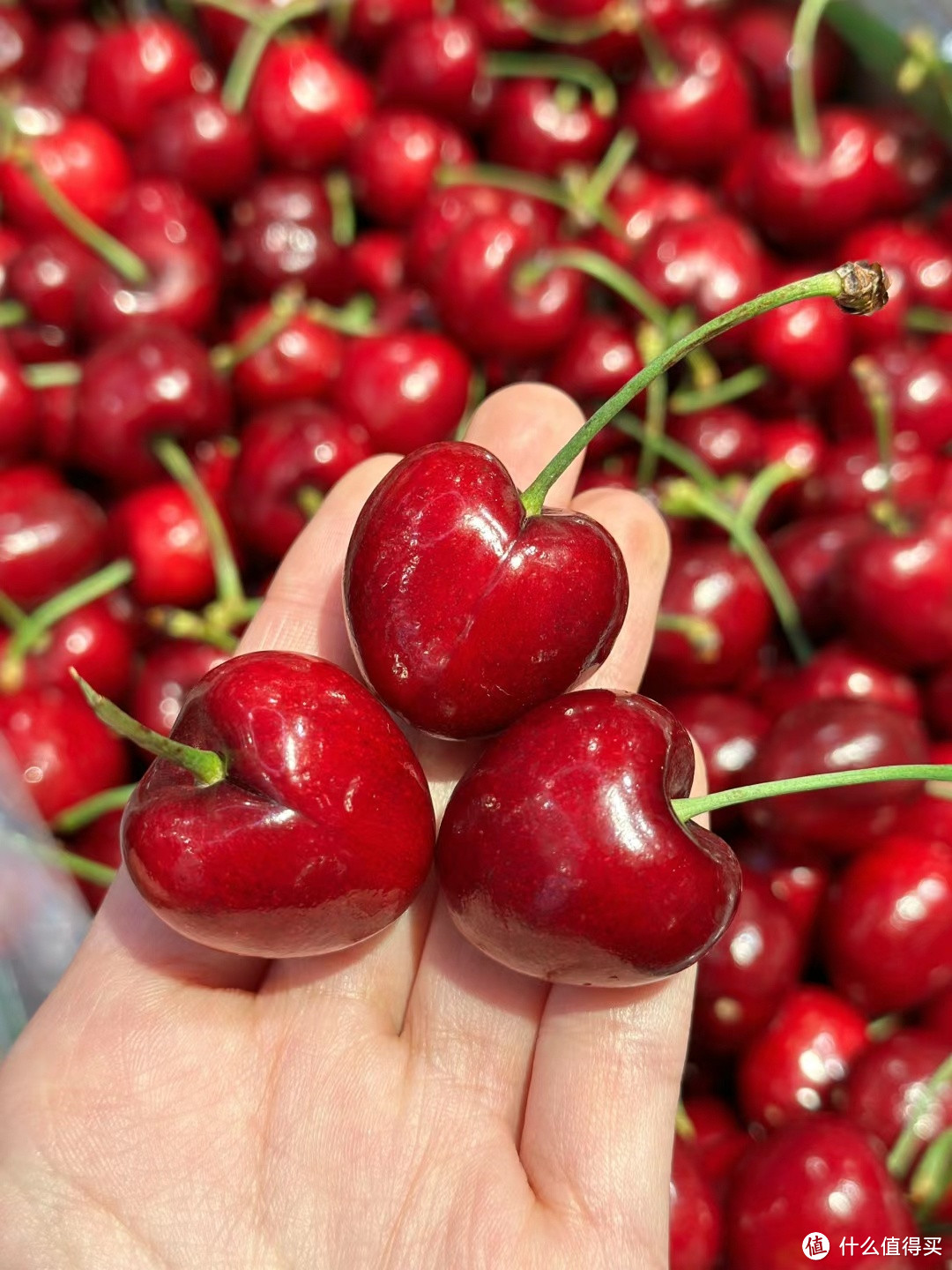 🍒新年第一口报恩车厘子，谁还没有吃上？