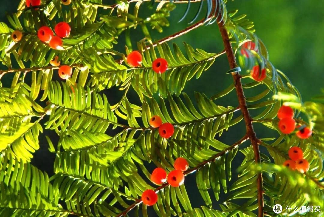 神奇红豆杉——心脑血管疾病的克星