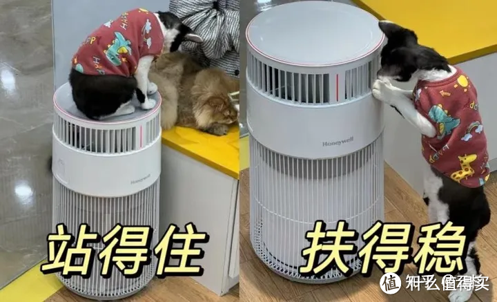万元横测:养猫买空气净化器到底是不是智商税？？？