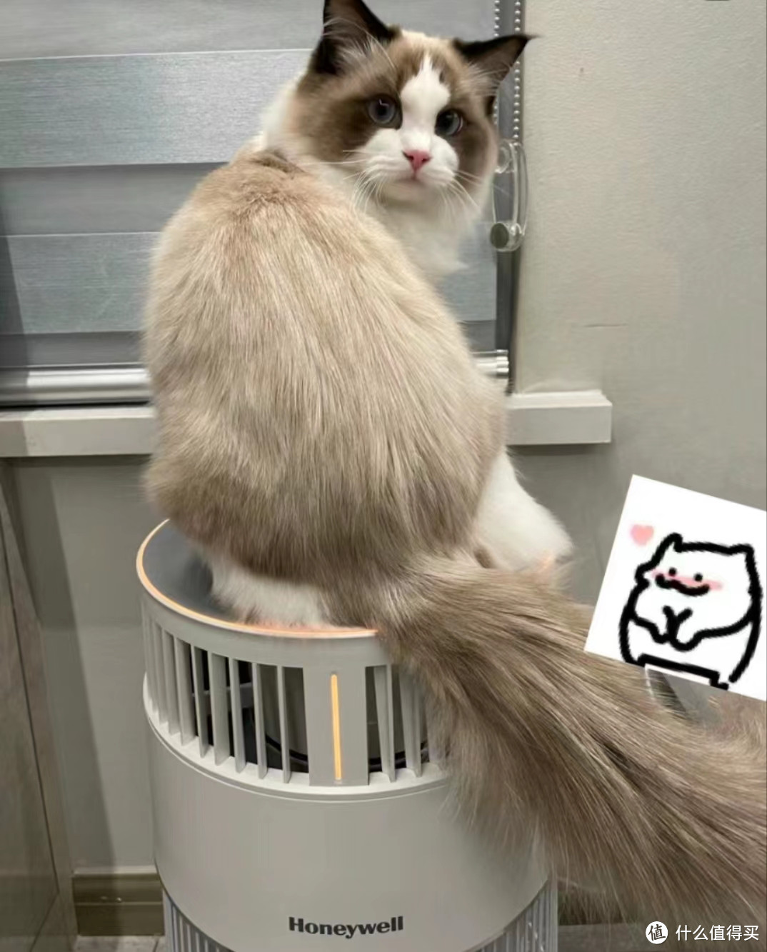 养猫家庭怎么选空气净化器？有没有解决猫毛问题的神器？全方位测评霍尼韦尔H-cat猫用净化器