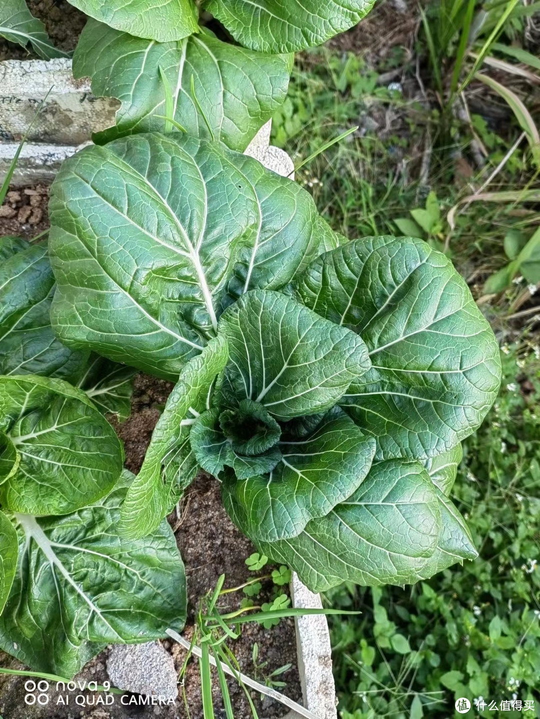 自己种的青菜丰收了