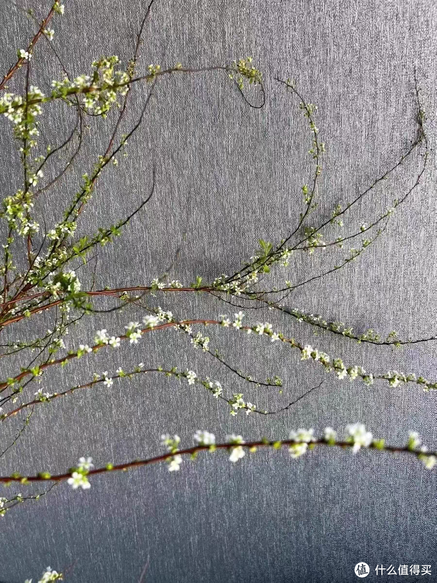 仙气飘飘的雪柳，过年必购的家居花卉