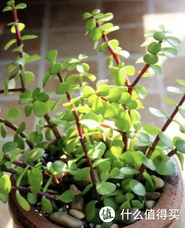 “命里带金”的6种花,越养越有钱,这个春节,一定要养1盆!