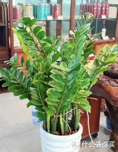 “命里带金”的6种花,越养越有钱,这个春节,一定要养1盆!