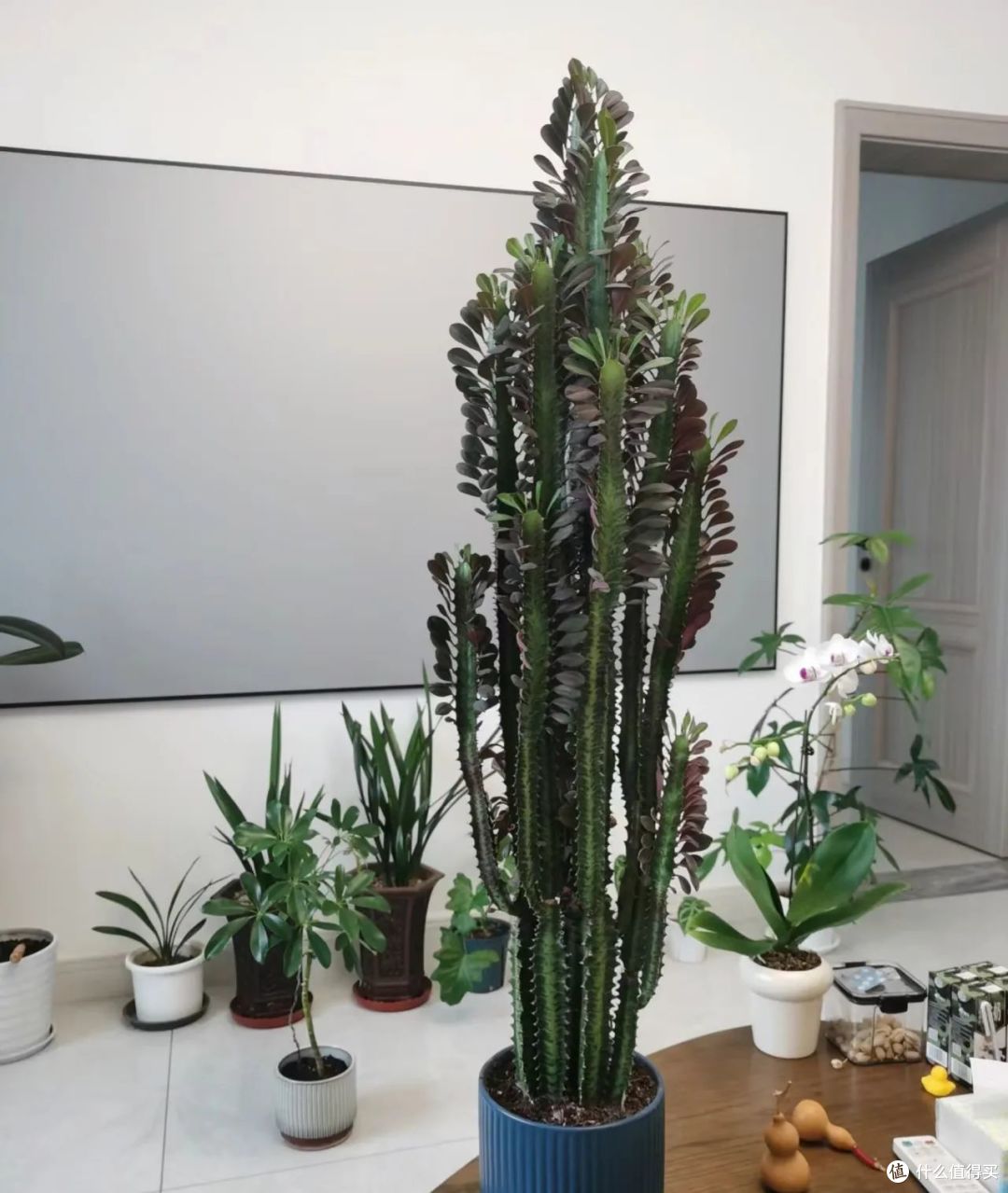 年关将至,家里这“3种花”最好扔掉,不是迷信,经验之谈!