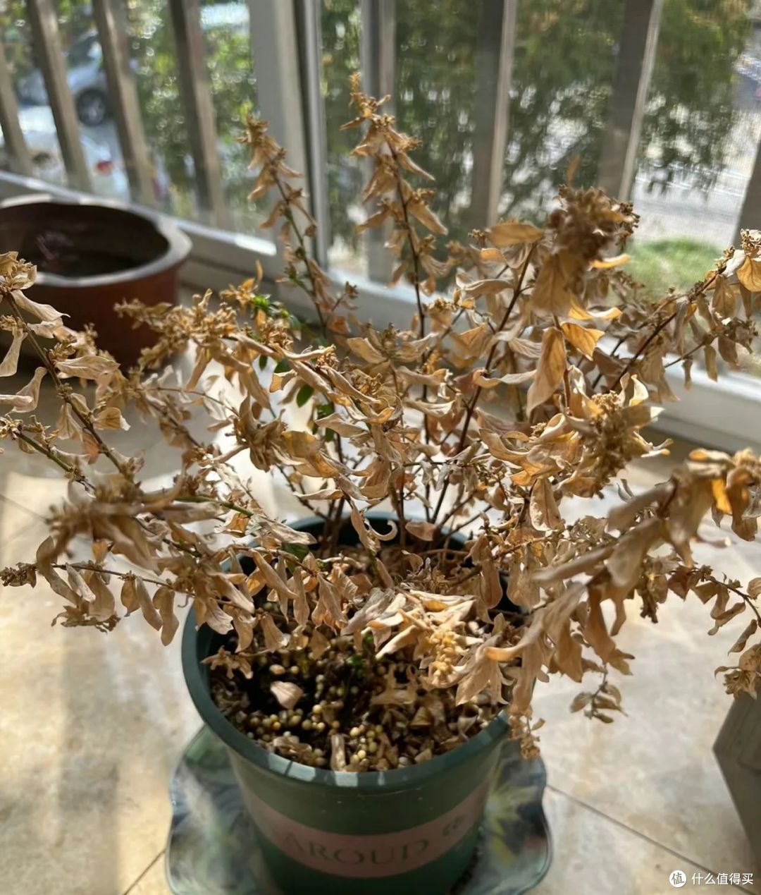 年关将至,家里这“3种花”最好扔掉,不是迷信,经验之谈!