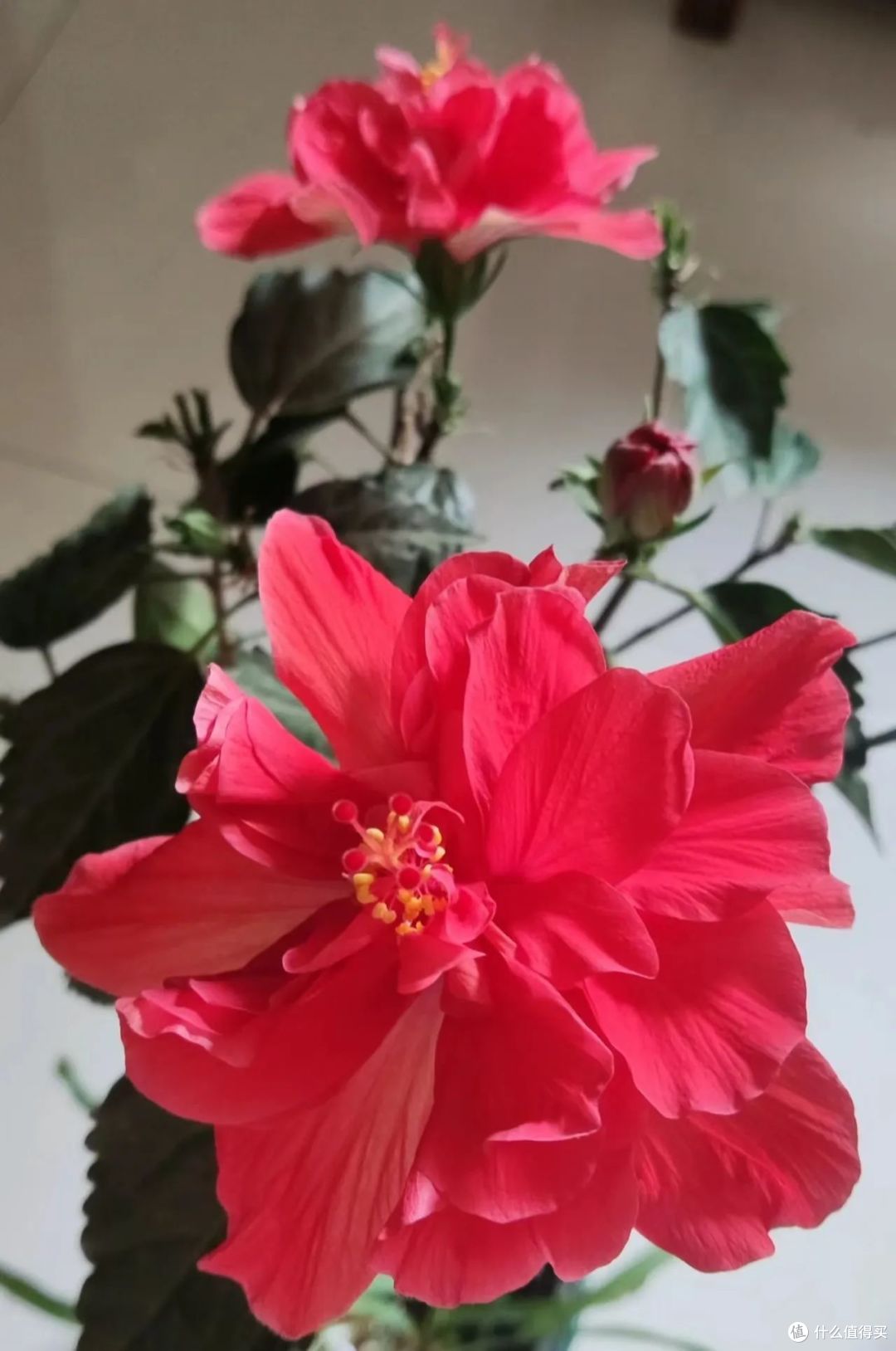 年关将至,家里这“3种花”最好扔掉,不是迷信,经验之谈!