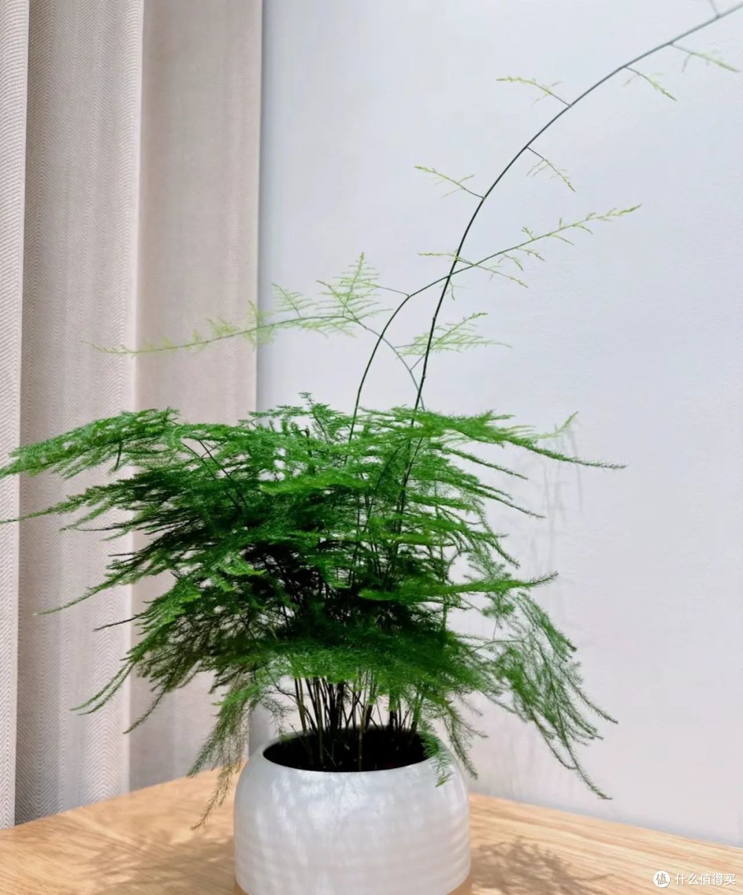 年关将至,家里这“3种花”最好扔掉,不是迷信,经验之谈!