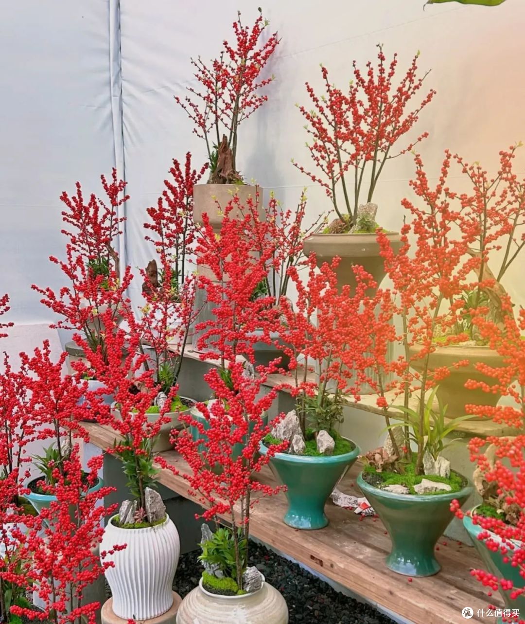 年关将至,家里这“3种花”最好扔掉,不是迷信,经验之谈!