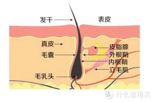 男生头皮屑好多,挠了又很痒怎么办?30天仅需3步走,头屑头皮瘙痒烦恼不再反复......