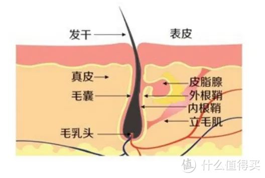 男生头皮屑好多，挠了又很痒怎么办？30天仅需3步走，头屑头皮瘙痒烦恼不再反复......