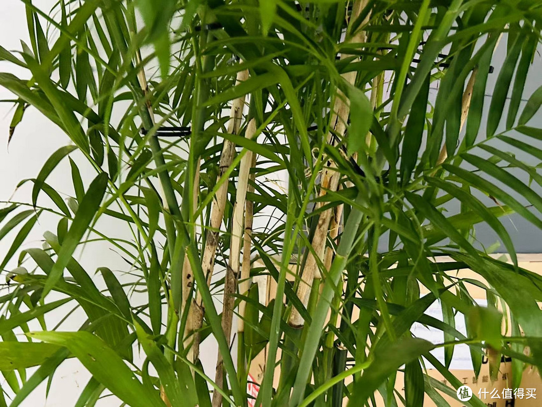 散尾葵——室内客厅大型绿植之王