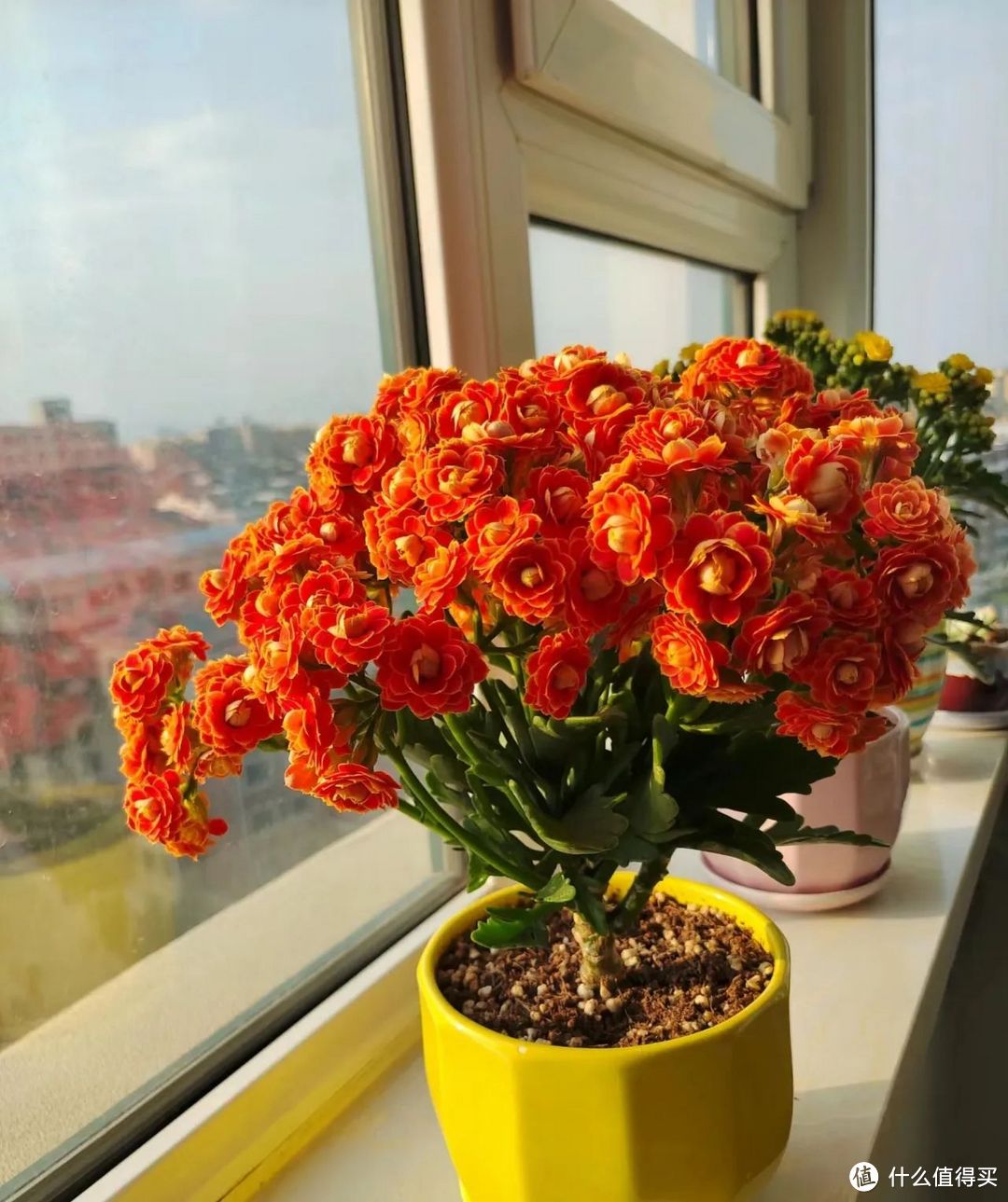 “室内见红花，养人又旺家”，不迷信，5种花养一盆，好处多多