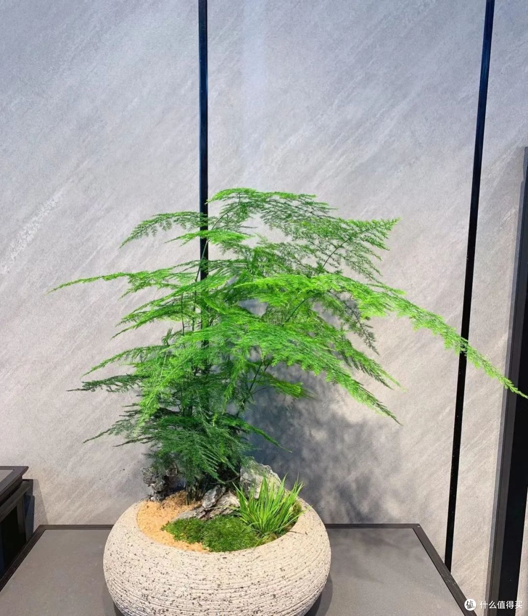 养文竹，这2种“水”交替用，笋芽蹭蹭冒，30天爆满盆