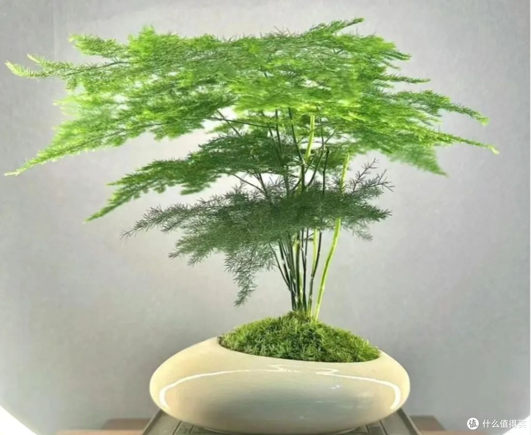 养文竹，这2种“水”交替用，笋芽蹭蹭冒，30天爆满盆