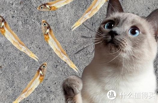 猫眼成谜：为何直勾勾盯着你？揭秘背后原因，竟与小鱼干有关？