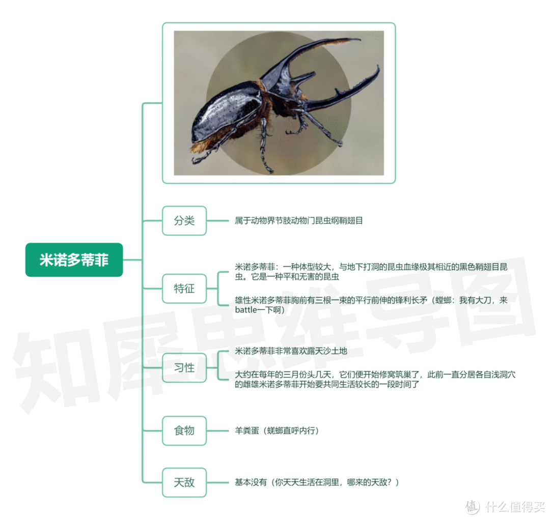 昆虫记思维导图,高清脑图模板分享