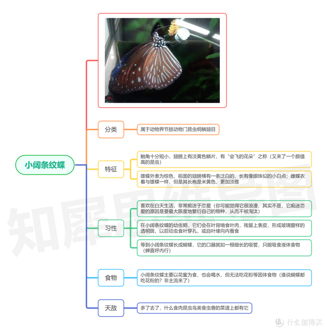 昆虫记思维导图,高清脑图模板分享