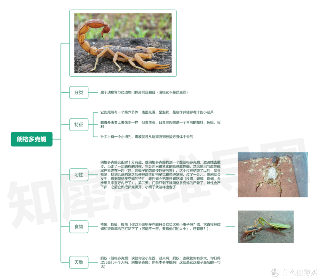 昆虫记思维导图,高清脑图模板分享