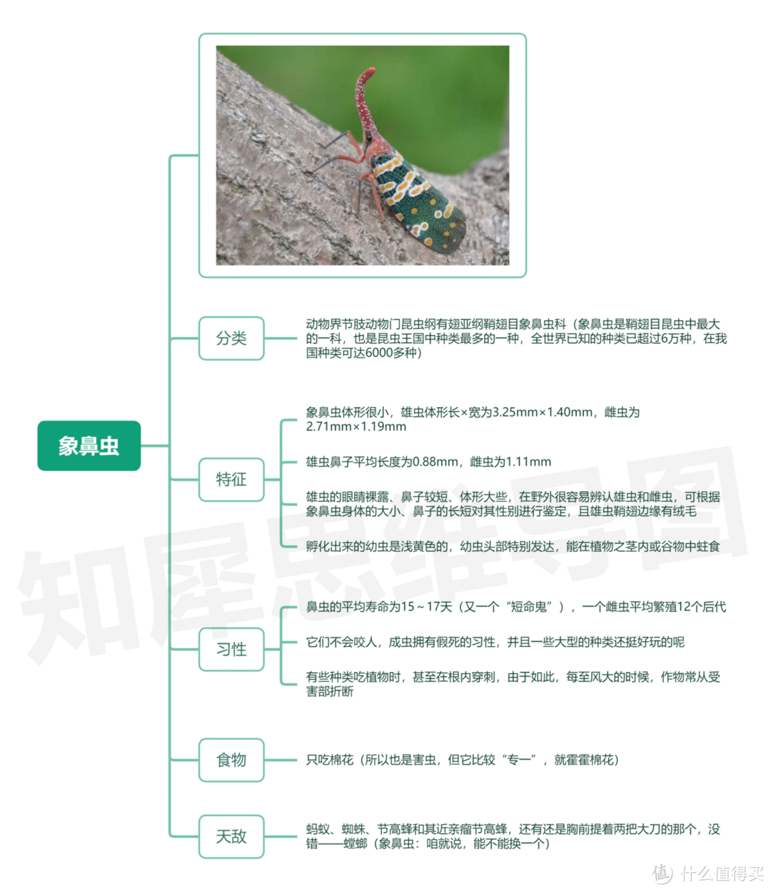 昆虫记思维导图,高清脑图模板分享