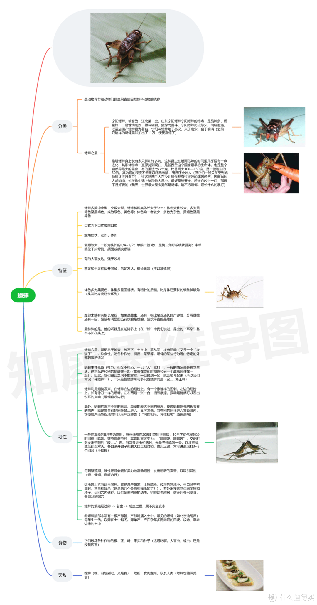 昆虫记思维导图,高清脑图模板分享