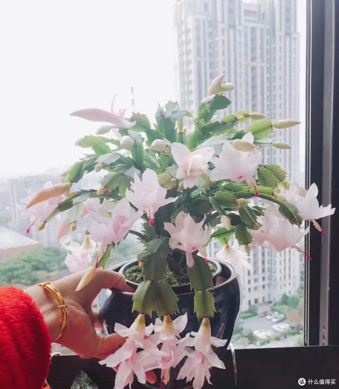 现在蟹爪兰还没开花?找对位置掐几下,花苞疯狂冒