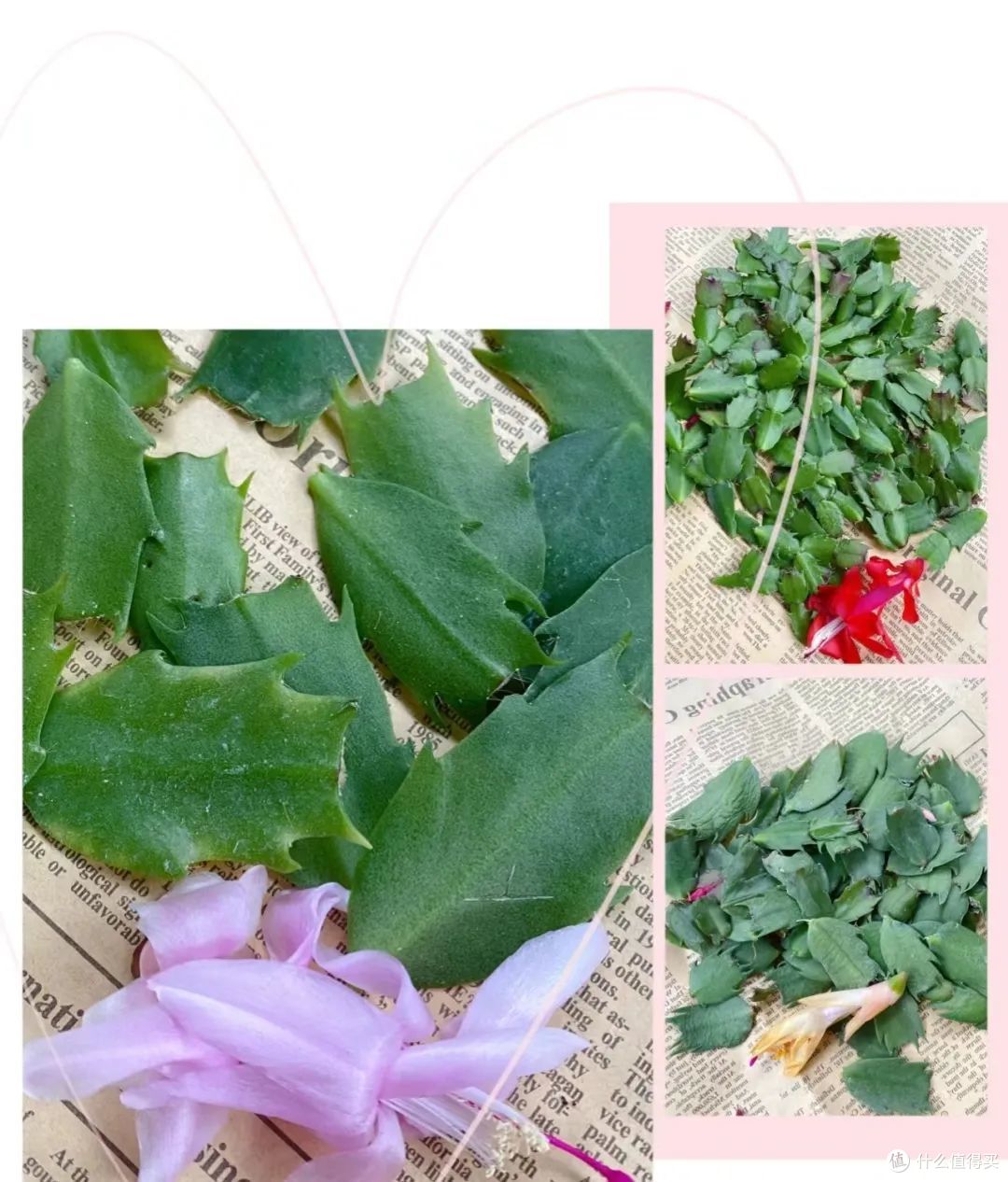 现在蟹爪兰还没开花?找对位置掐几下,花苞疯狂冒