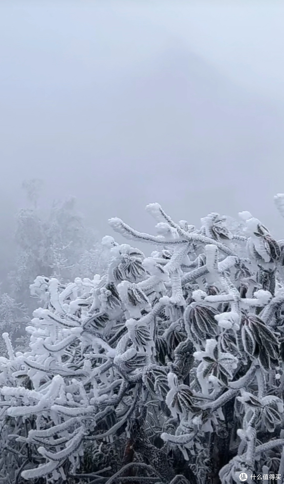 走，张家界看雪景，看雾凇去啰