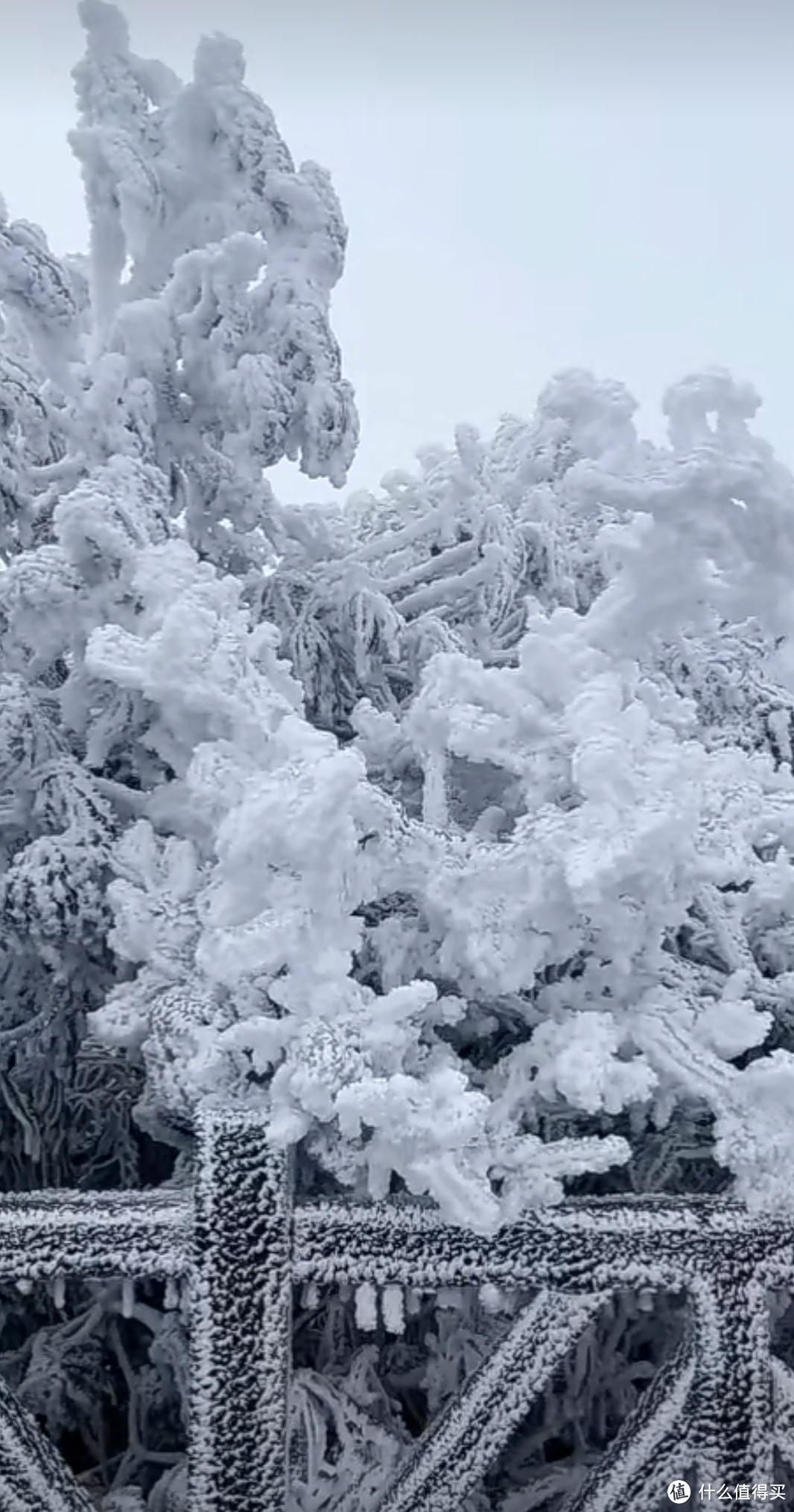 走，张家界看雪景，看雾凇去啰