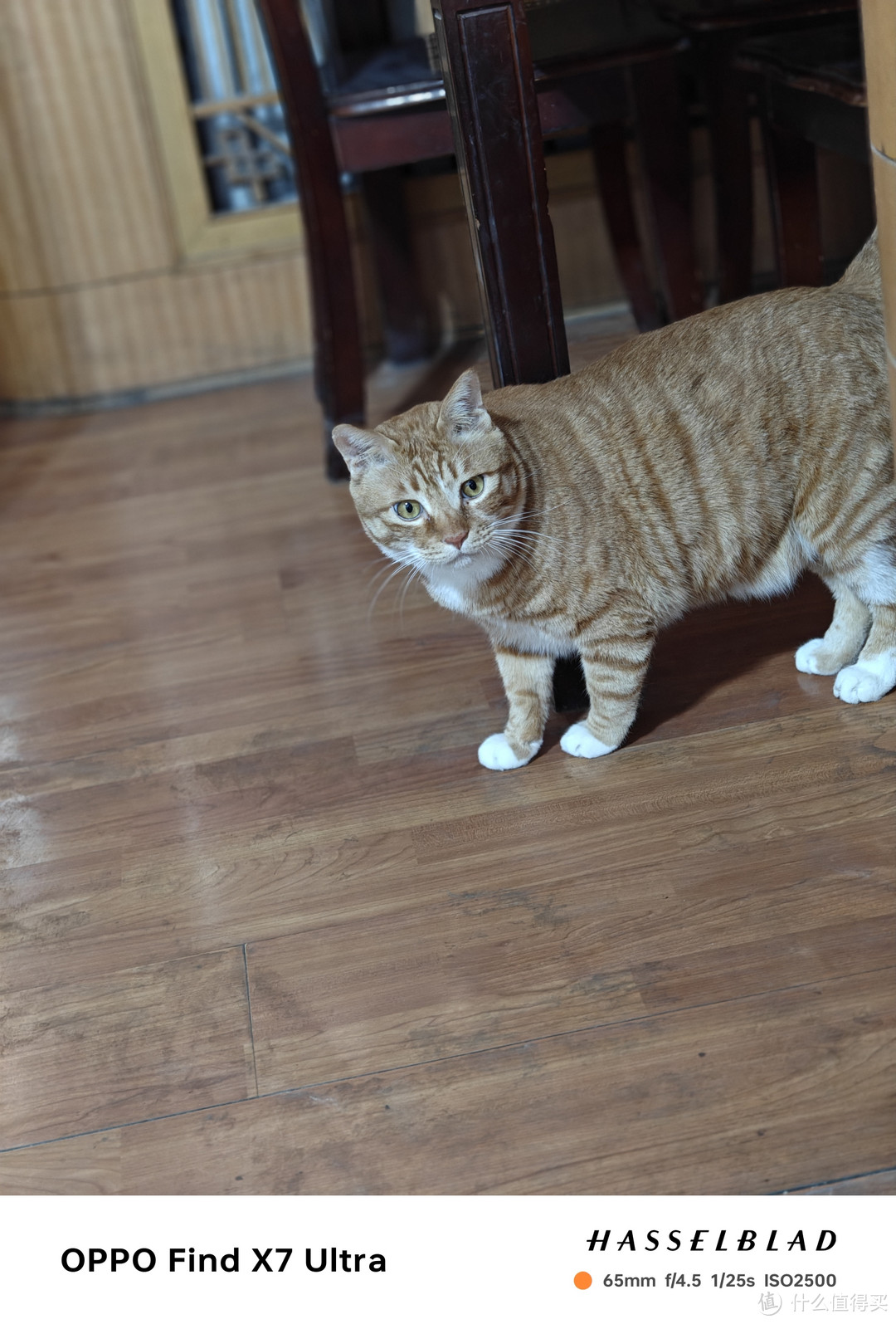 老橘猫也很肥