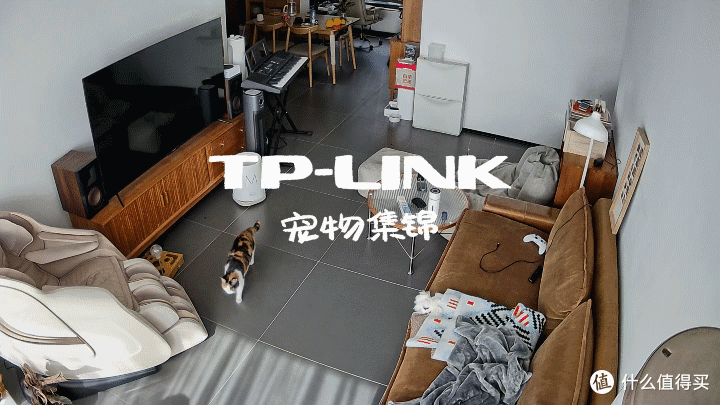 养宠必备神器，春节假期将至，利用群晖NAS+网络摄像机监控留守小可爱