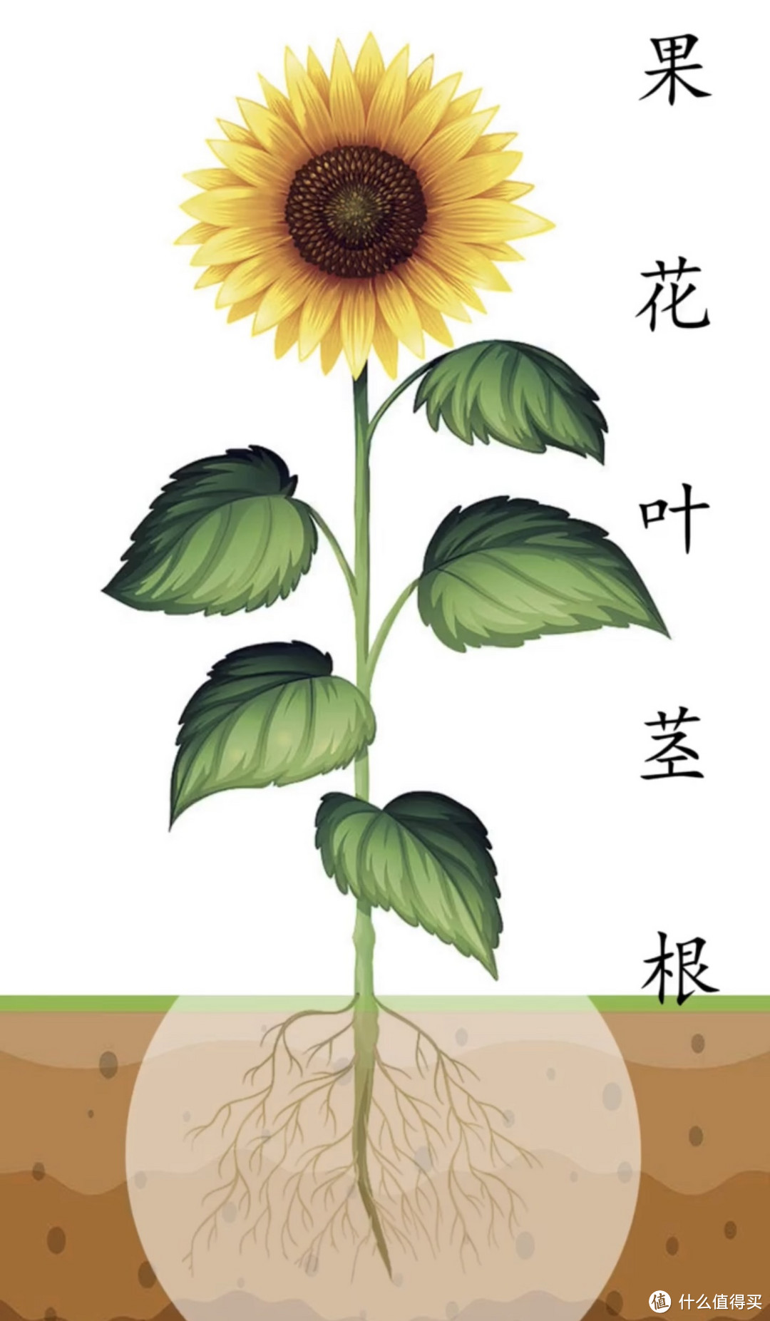 葵花种植技术之向日葵的生理构成