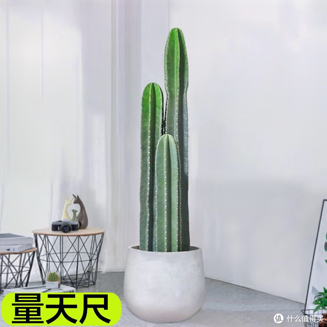 10款中大型绿植，让你的客厅瞬间高大上！