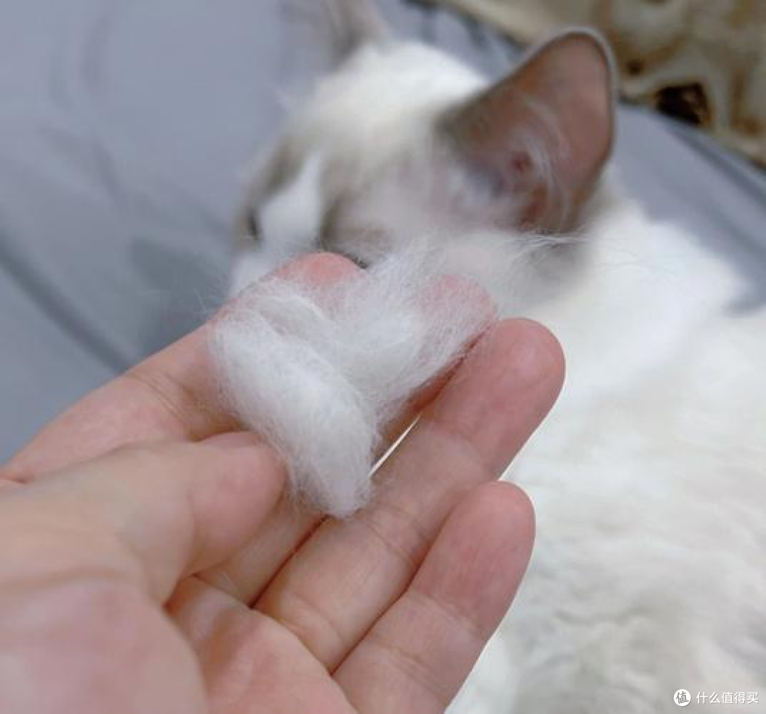 养猫家庭如何挑选宠物空气净化器?猫用空气净化器品牌推荐!