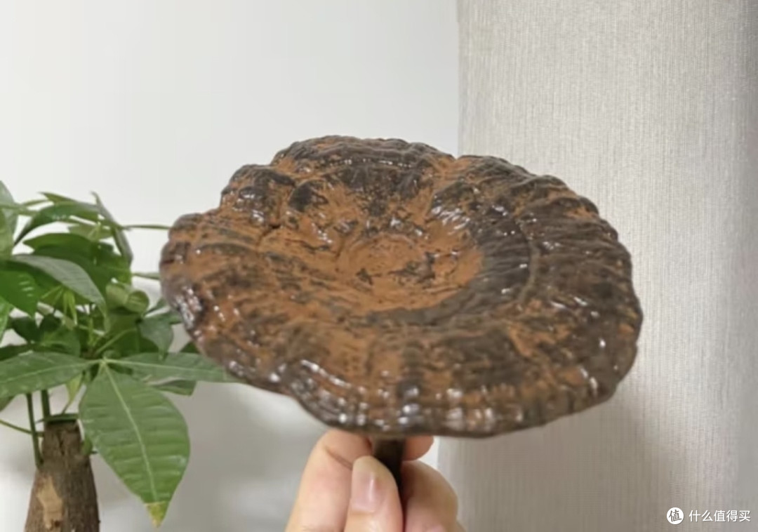 灵芝的功效