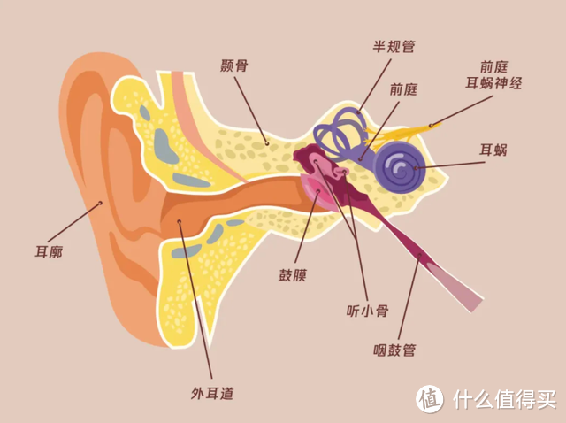 一坐车就犯困的人，身体可能有这个问题！