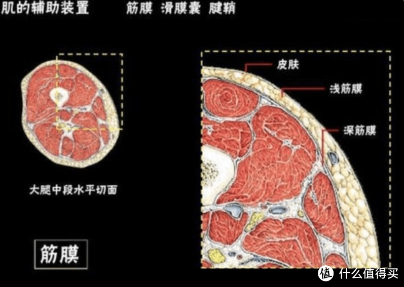 筋膜枪的作用和副作用科普：防备三大黑幕雷区！