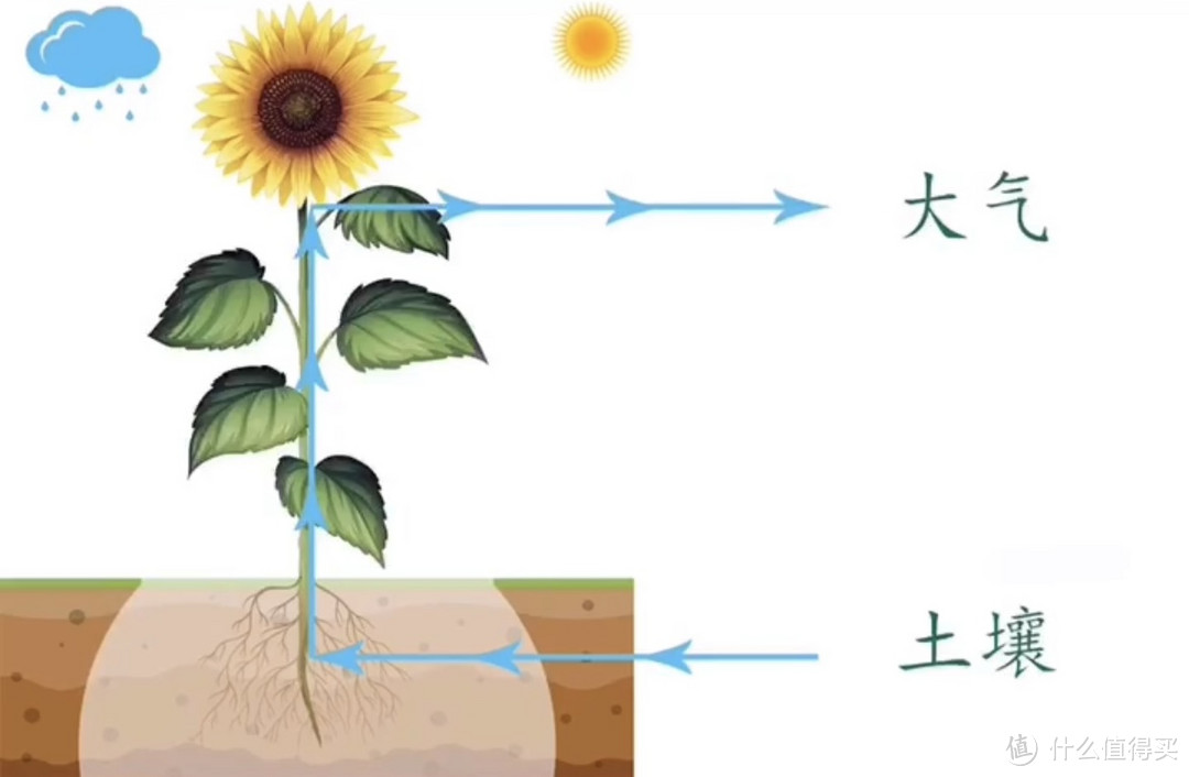 葵花种子技术之向日葵与水的关系