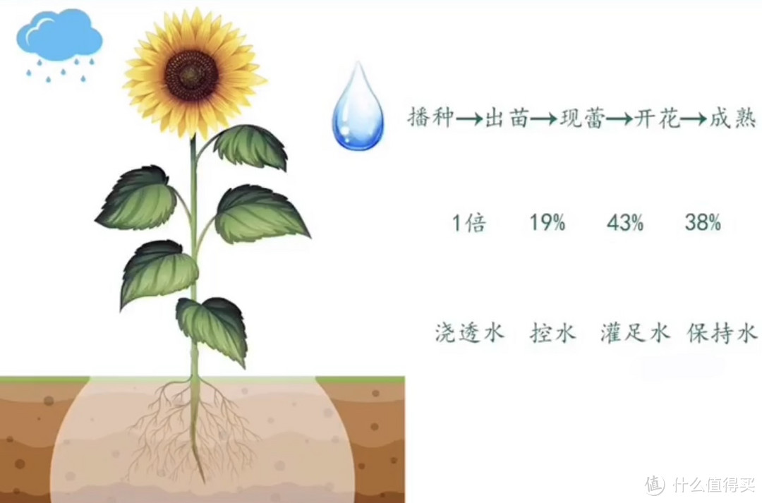 葵花种子技术之向日葵与水的关系