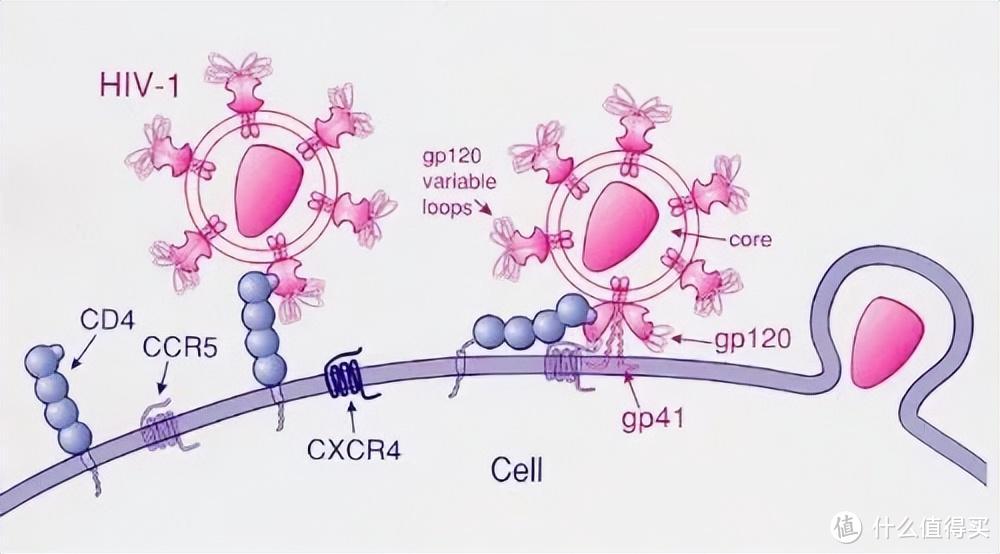 HIV-1型病毒通过CD4和CCR5进入免疫细胞的过程 图片来源：wikipedia