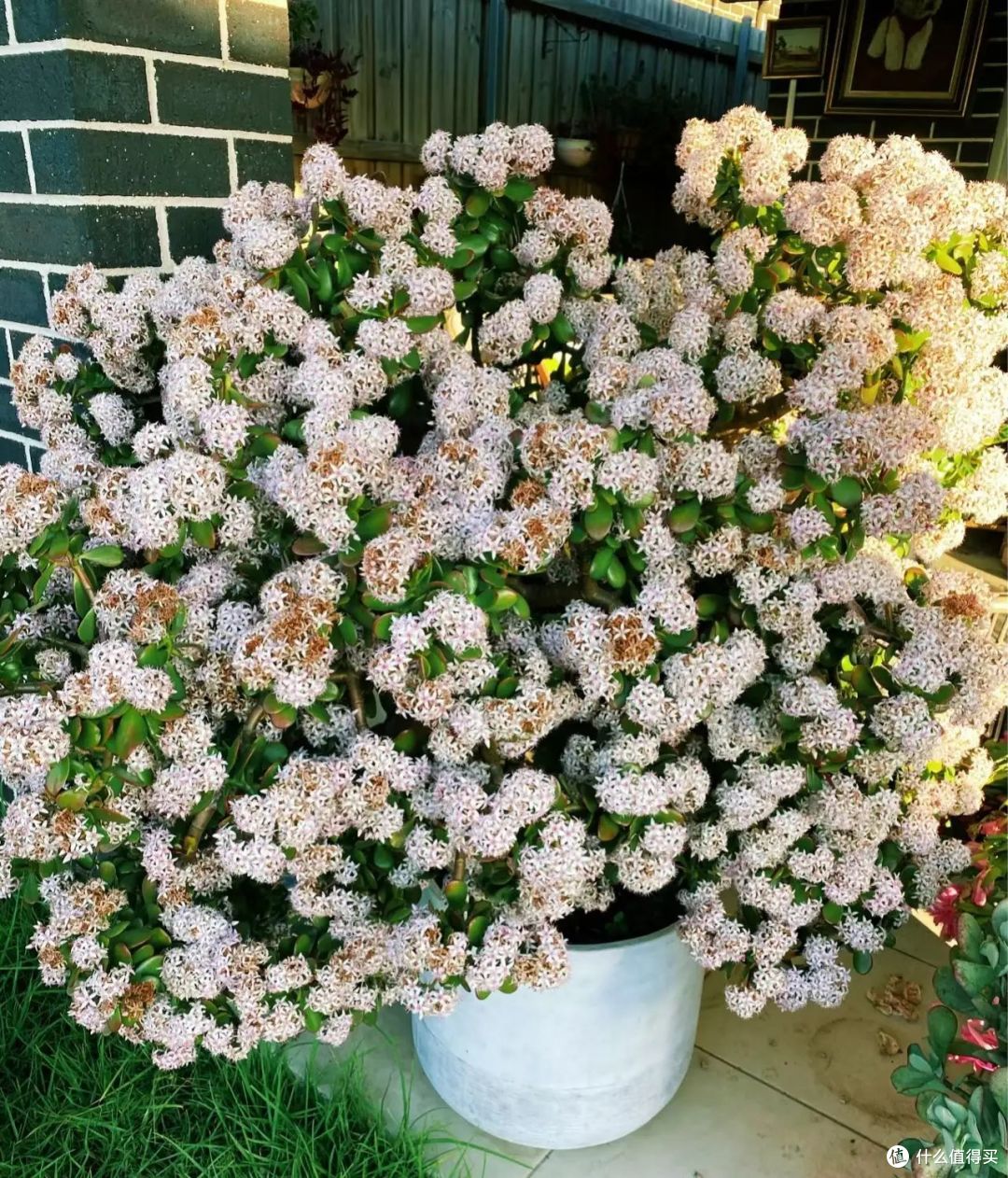 玉树偷懒不开花？三个“步骤”快速爆花，还能花量翻倍